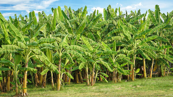 Raw banana stems being processed into banana fiber textile